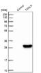 Transgelin antibody, NBP1-87981, Novus Biologicals, Western Blot image 