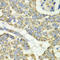 Tu Translation Elongation Factor, Mitochondrial antibody, LS-C334706, Lifespan Biosciences, Immunohistochemistry frozen image 
