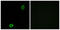 ATP Binding Cassette Subfamily A Member 13 antibody, LS-C119759, Lifespan Biosciences, Immunofluorescence image 