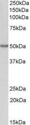 2'-5'-Oligoadenylate Synthetase 1 antibody, LS-C205044, Lifespan Biosciences, Western Blot image 