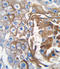 Ras antibody, LS-C99435, Lifespan Biosciences, Immunohistochemistry frozen image 