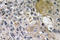 Netrin 1 antibody, LS-C291710, Lifespan Biosciences, Immunohistochemistry frozen image 