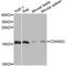 Cyclin Dependent Kinase Inhibitor 2C antibody, A12418, ABclonal Technology, Western Blot image 