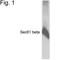 Protein transport protein Sec61 subunit beta antibody, NB100-74530, Novus Biologicals, Western Blot image 