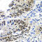 Dachshund Family Transcription Factor 1 antibody, 19-174, ProSci, Immunohistochemistry paraffin image 