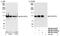 Splicing Factor Proline And Glutamine Rich antibody, NB100-61045, Novus Biologicals, Western Blot image 