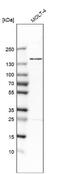 Structural Maintenance Of Chromosomes 5 antibody, NBP2-47271, Novus Biologicals, Western Blot image 