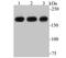 IQ Motif Containing GTPase Activating Protein 1 antibody, A01603-2, Boster Biological Technology, Western Blot image 