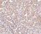 Calcium release-activated calcium channel protein 1 antibody, PA1-74181, Invitrogen Antibodies, Immunohistochemistry paraffin image 