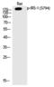 Insulin Receptor Substrate 1 antibody, PA5-40201, Invitrogen Antibodies, Western Blot image 