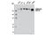 SWI/SNF Related, Matrix Associated, Actin Dependent Regulator Of Chromatin Subfamily C Member 2 antibody, 12760S, Cell Signaling Technology, Western Blot image 