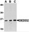 Death Effector Domain Containing 2 antibody, 3071, ProSci, Western Blot image 
