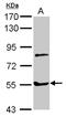 Myotilin antibody, NBP2-19455, Novus Biologicals, Western Blot image 