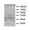 Carbonic Anhydrase 3 antibody, LS-C312599, Lifespan Biosciences, Western Blot image 