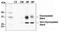 Aquaporin 2 antibody, NB110-74682, Novus Biologicals, Western Blot image 