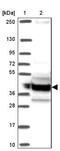 Olfactory Receptor Family 51 Subfamily A Member 7 antibody, NBP2-32348, Novus Biologicals, Western Blot image 