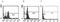 Toll Like Receptor 7 antibody, ab45371, Abcam, Flow Cytometry image 