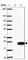 Transmembrane Protein 88 antibody, HPA052991, Atlas Antibodies, Western Blot image 