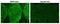 Necdin, MAGE Family Member antibody, GTX00751, GeneTex, Immunohistochemistry frozen image 