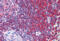 Secernin 1 antibody, MBS243433, MyBioSource, Immunohistochemistry frozen image 