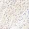 Cyclin D1 antibody, FNab10467, FineTest, Immunohistochemistry frozen image 