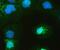 Gal-4 antibody, PB9952, Boster Biological Technology, Immunofluorescence image 
