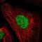 Dachshund Family Transcription Factor 1 antibody, NBP1-85320, Novus Biologicals, Immunofluorescence image 