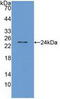 Transient Receptor Potential Cation Channel Subfamily V Member 1 antibody, LS-C373419, Lifespan Biosciences, Western Blot image 