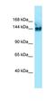 Synaptic Ras GTPase Activating Protein 1 antibody, orb326496, Biorbyt, Western Blot image 