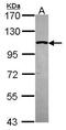 Catenin Alpha 1 antibody, PA5-28345, Invitrogen Antibodies, Western Blot image 