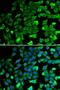 Sirtuin 2 antibody, orb129743, Biorbyt, Immunofluorescence image 