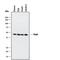 Paired Box 5 antibody, AF3487, R&D Systems, Western Blot image 