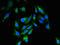 RB Binding Protein 6, Ubiquitin Ligase antibody, orb51766, Biorbyt, Immunofluorescence image 