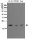 Nudix Hydrolase 15 antibody, TA890049S, Origene, Western Blot image 