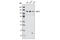 Sirtuin 1 antibody, 2496S, Cell Signaling Technology, Western Blot image 