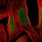 Teashirt homolog 3 antibody, HPA008834, Atlas Antibodies, Immunofluorescence image 