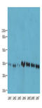 Oxidoreductase NAD Binding Domain Containing 1 antibody, A51093-100, Epigentek, Western Blot image 