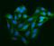 Sperm Associated Antigen 5 antibody, A07062-2, Boster Biological Technology, Immunofluorescence image 