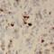 TMM25 antibody, FNab08775, FineTest, Immunohistochemistry frozen image 