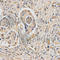 HUS1 Checkpoint Clamp Component antibody, A5407, ABclonal Technology, Immunohistochemistry paraffin image 
