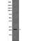 Claudin 4 antibody, abx149387, Abbexa, Western Blot image 