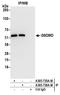 Gasdermin D antibody, A305-736A-M, Bethyl Labs, Immunoprecipitation image 