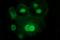 Interleukin 1 Alpha antibody, NBP2-45400, Novus Biologicals, Immunofluorescence image 