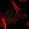 Ring Finger Protein 157 antibody, PA5-54529, Invitrogen Antibodies, Immunofluorescence image 