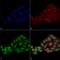 WD Repeat Domain 45 antibody, LS-C773615, Lifespan Biosciences, Immunocytochemistry image 