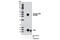 FOS Like 1, AP-1 Transcription Factor Subunit antibody, 5841S, Cell Signaling Technology, Western Blot image 