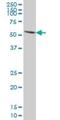 Paired Box 7 antibody, H00005081-M06, Novus Biologicals, Western Blot image 