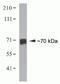 NDC80 Kinetochore Complex Component antibody, 39-5900, Invitrogen Antibodies, Western Blot image 