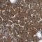 Aldehyde Dehydrogenase 1 Family Member A2 antibody, NBP1-87158, Novus Biologicals, Immunohistochemistry frozen image 