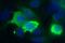 Notch Receptor 2 antibody, ab8926, Abcam, Immunofluorescence image 